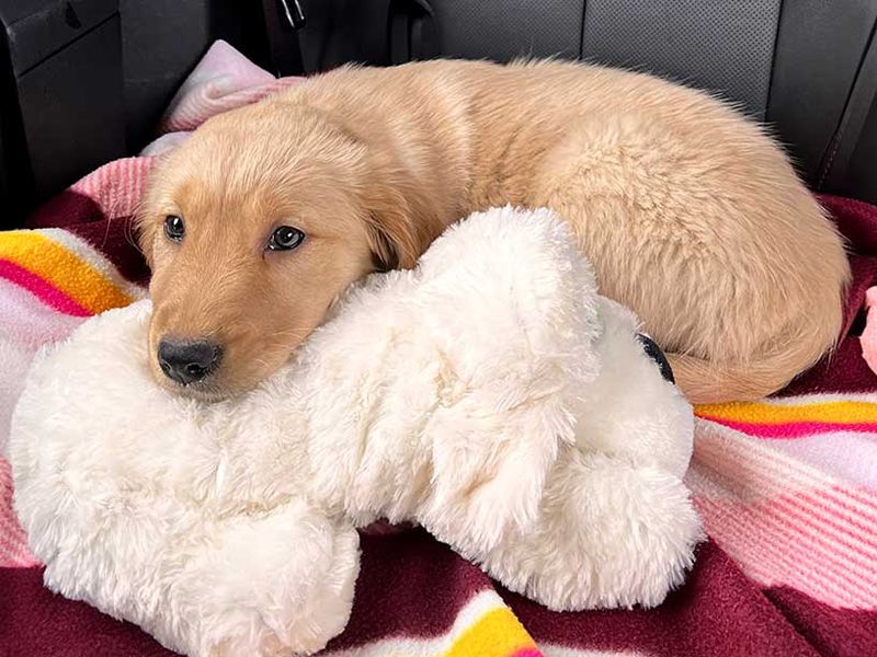 Snuggle Puppy Behavioral Aid Toy