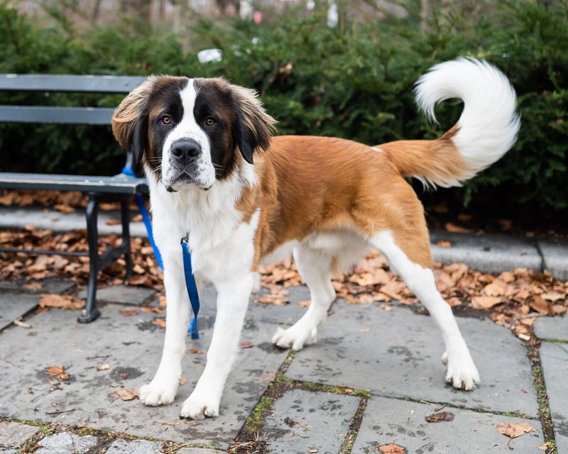 Saint Bernard