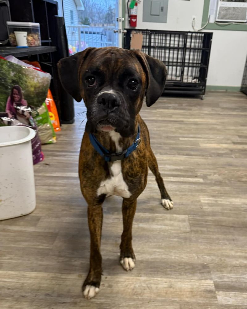 Boxer