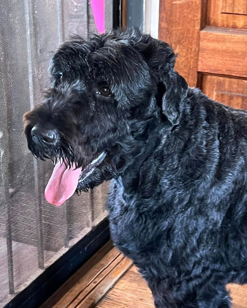 Black Russian Terrier