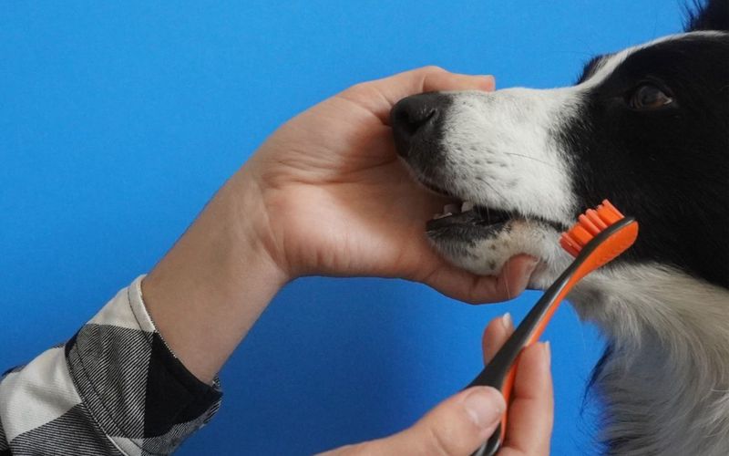 Skipping Dental Care