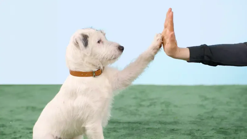 Simplifying Dog Psychology