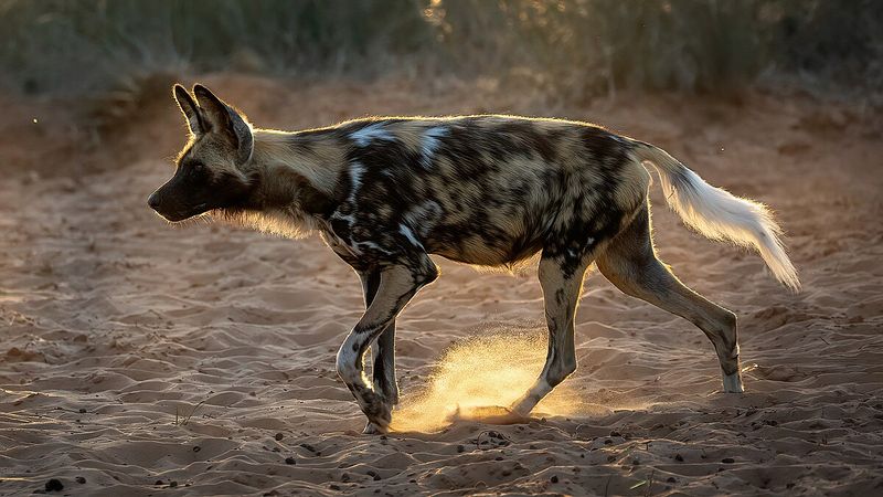 African Painted Wolves