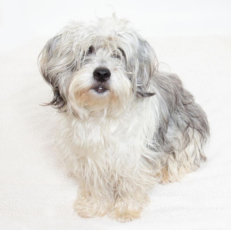 Havanese