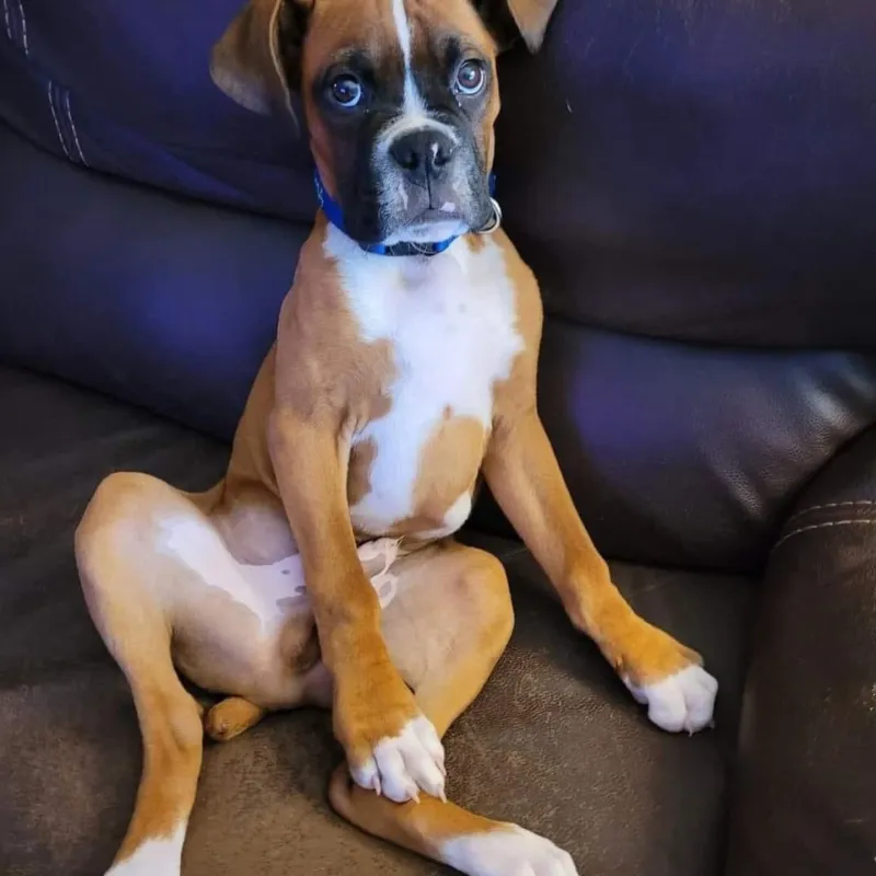 Boxer