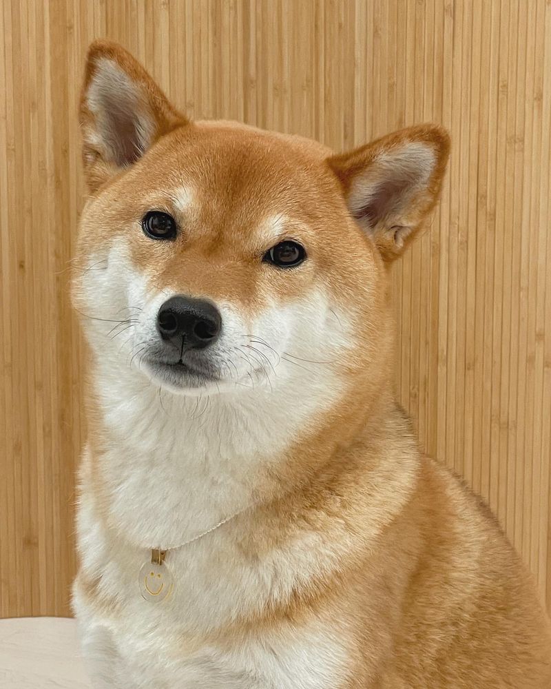 Shiba Inu
