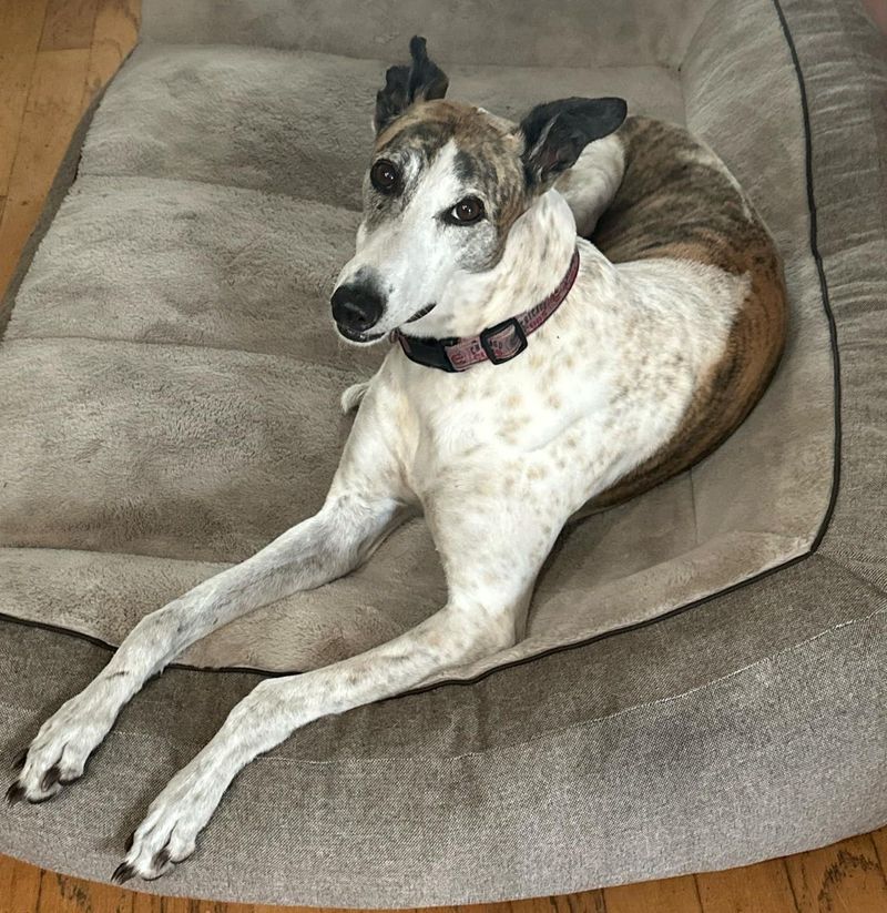 Greyhound
