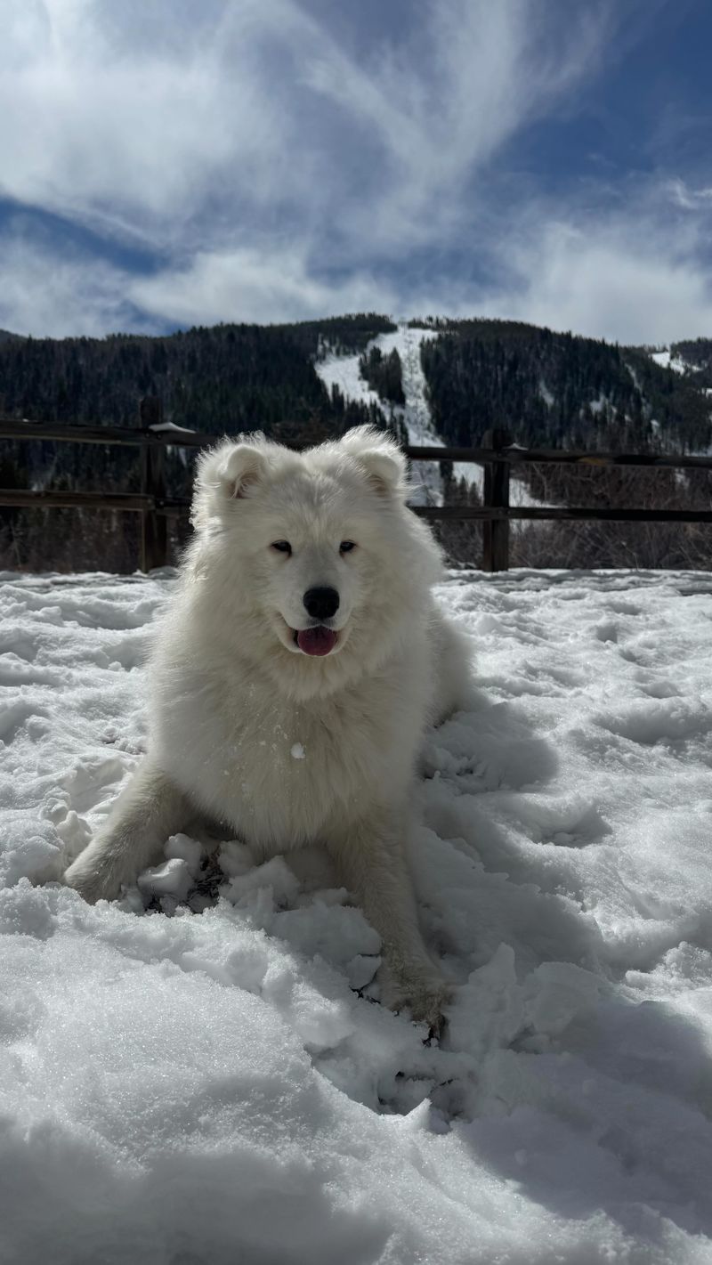 Samoyed