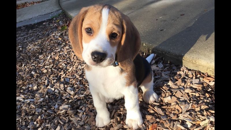 Beagle
