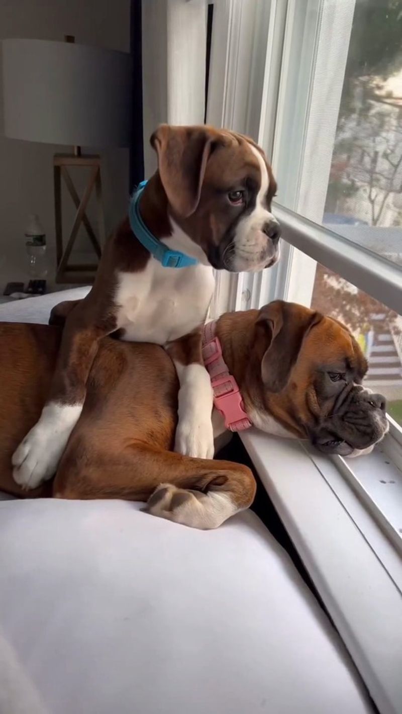 Boxer