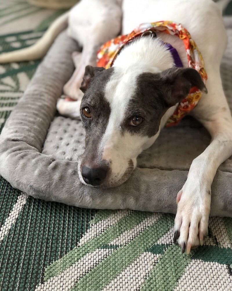 Whippet