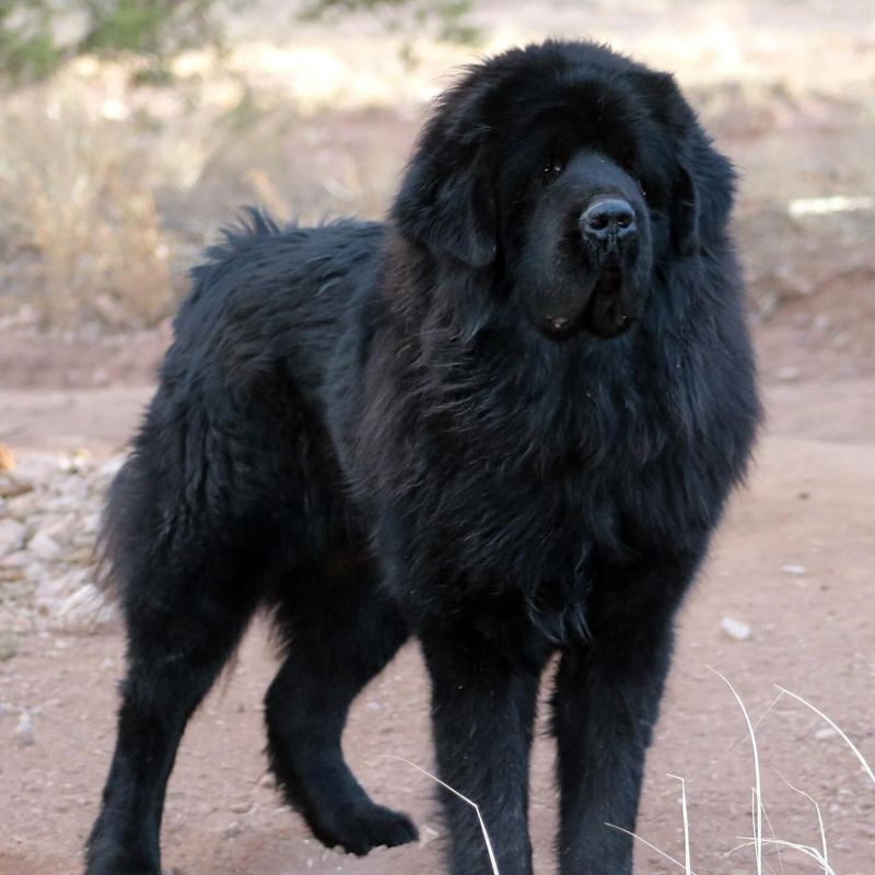 Tibetan Mastiff