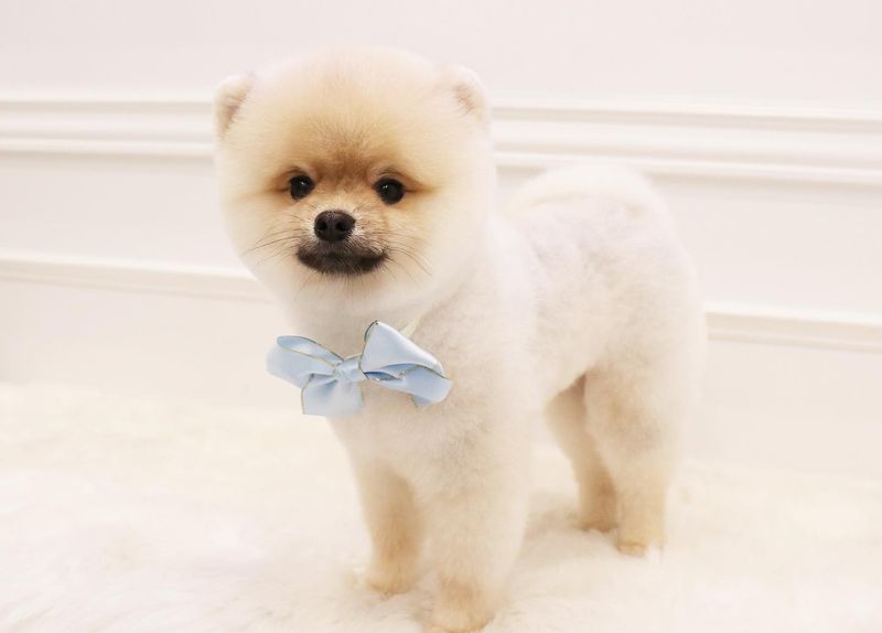 Pomeranian