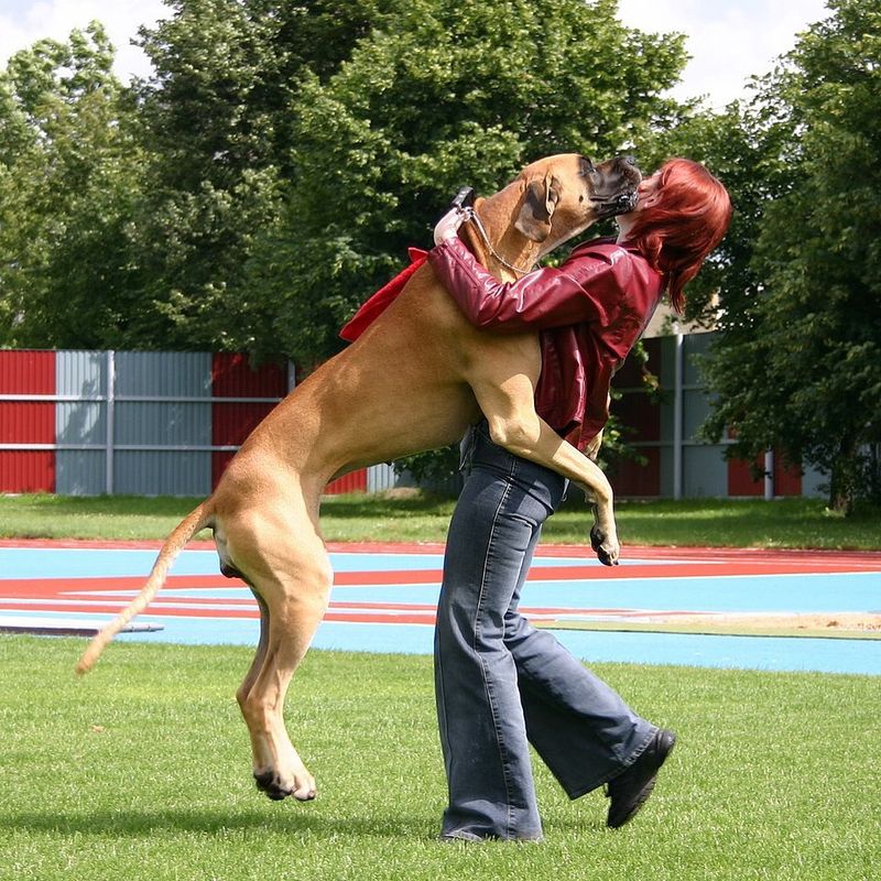 Great Dane