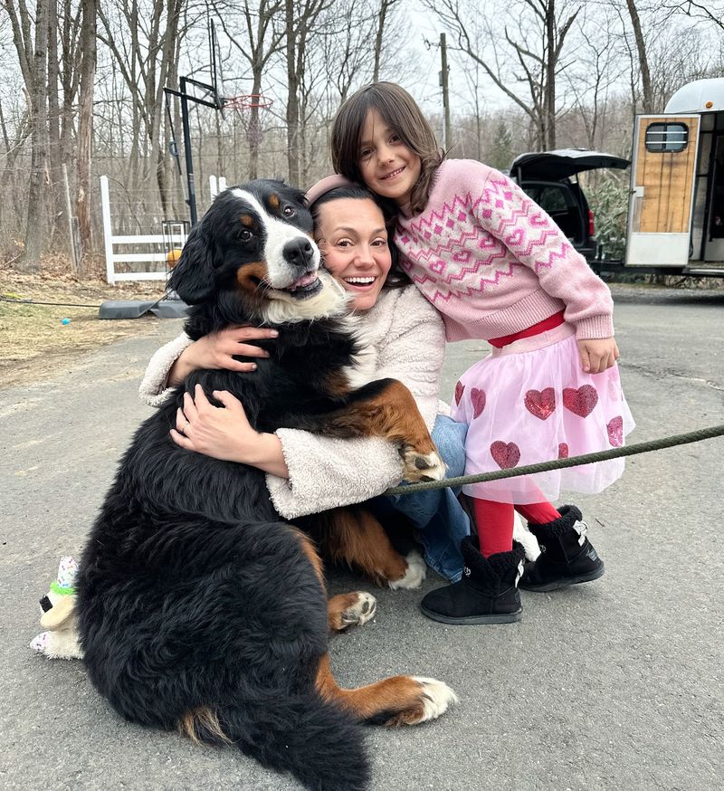 Bernese Mountain Dog