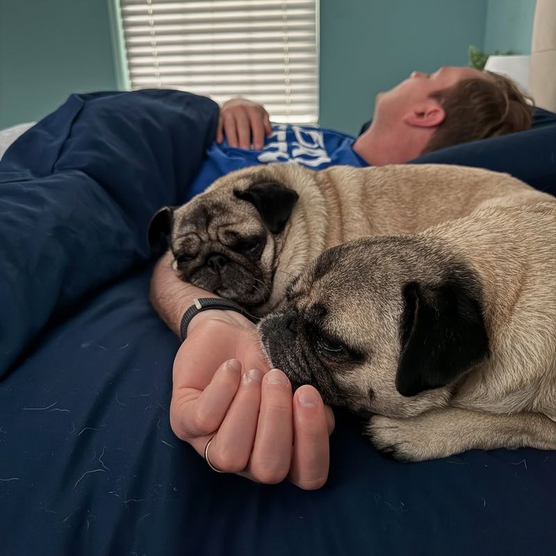 Pug
