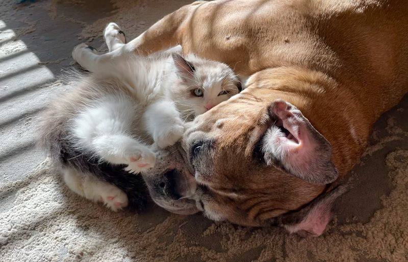Boxer