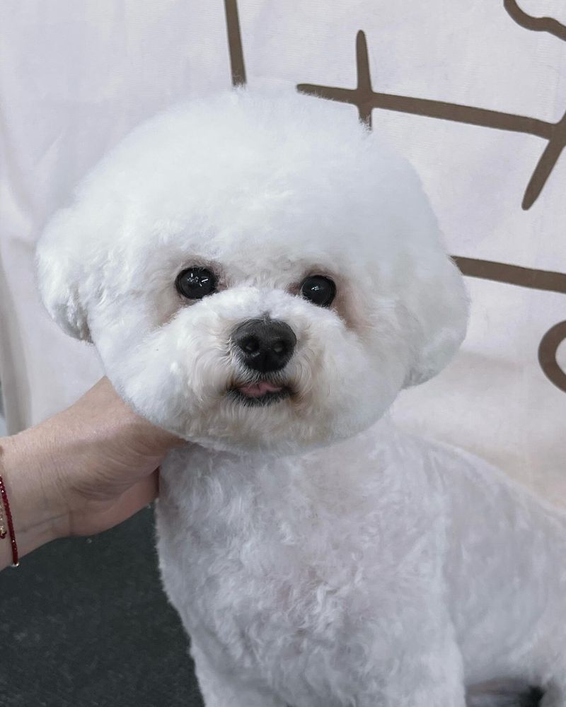 Bichon Frise