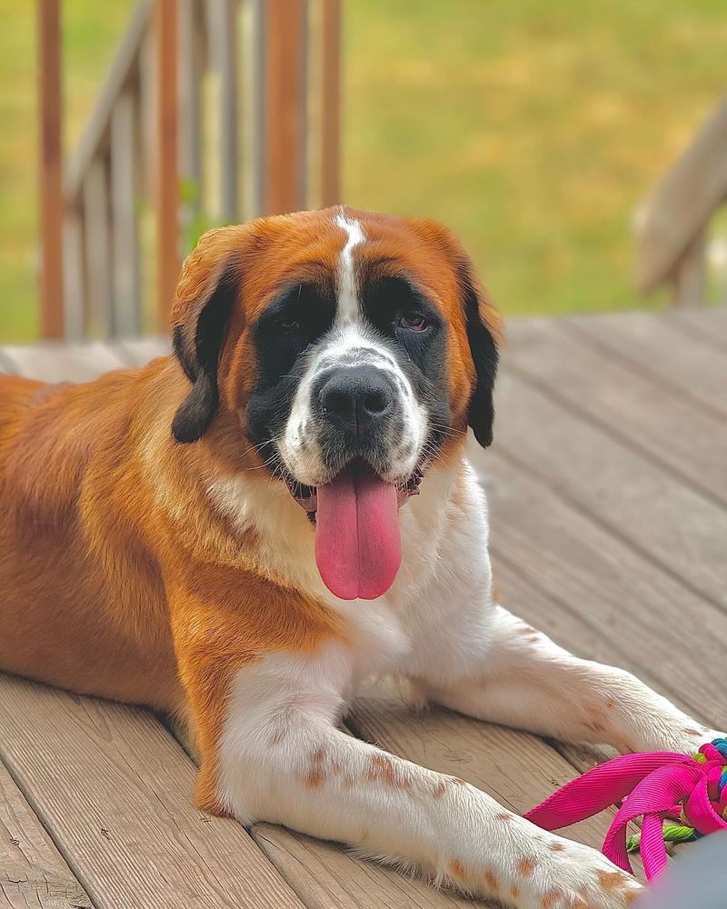 Saint Bernard