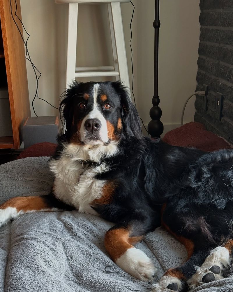 Bernese Mountain Dog