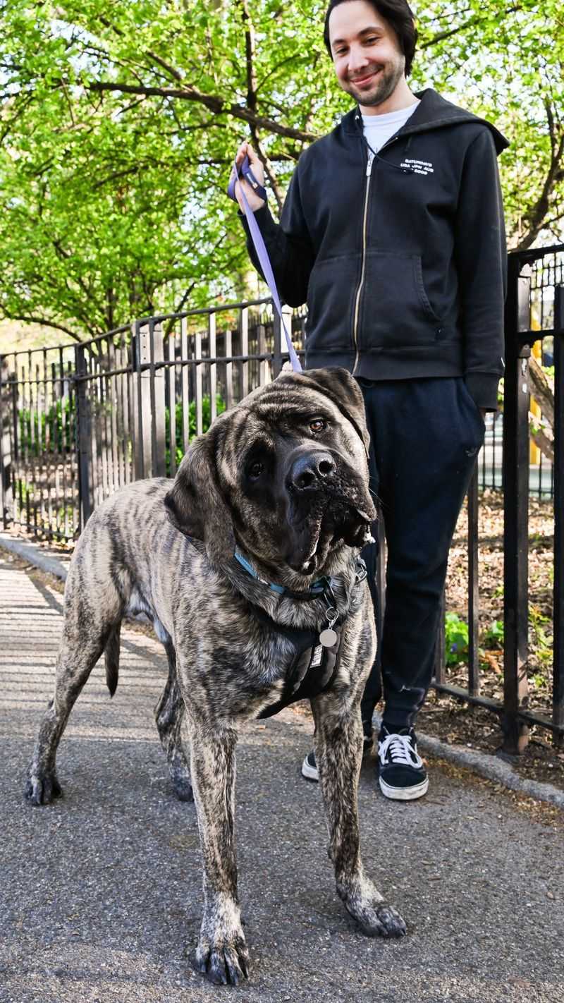 Mastiff