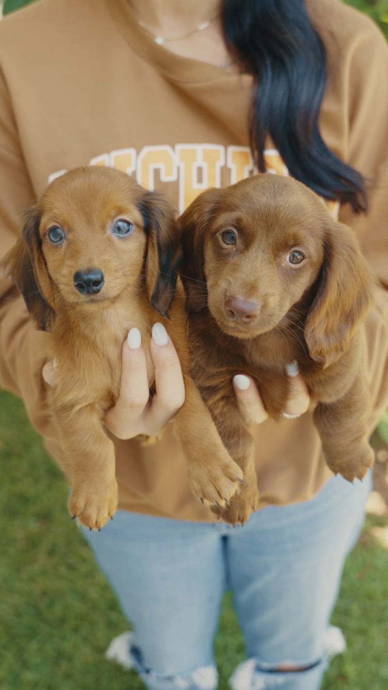 Dachshund