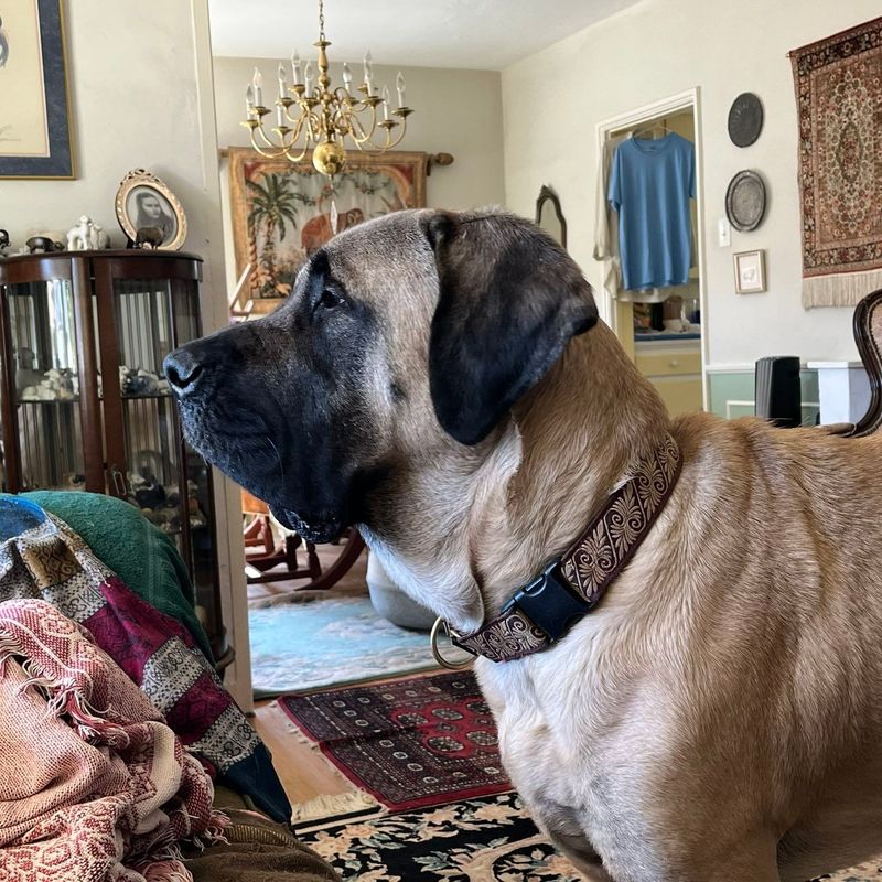 English Mastiff
