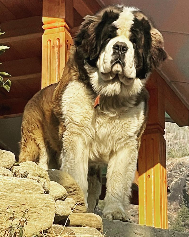 Saint Bernard