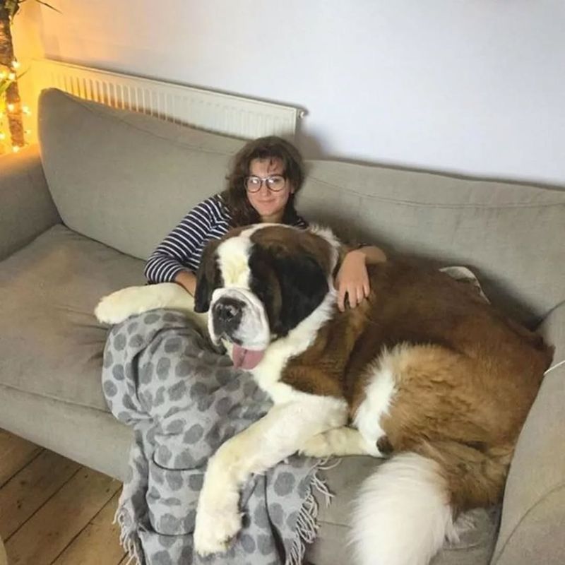 Saint Bernard