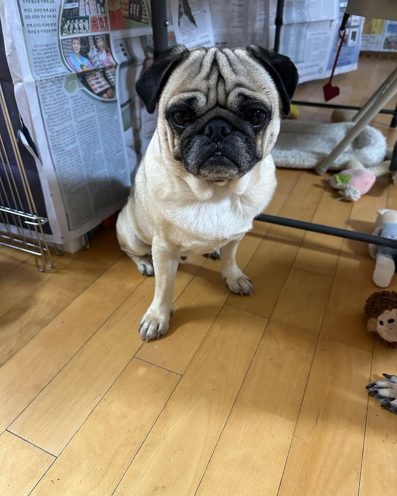 Pug