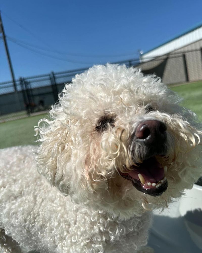 Bichon Frise