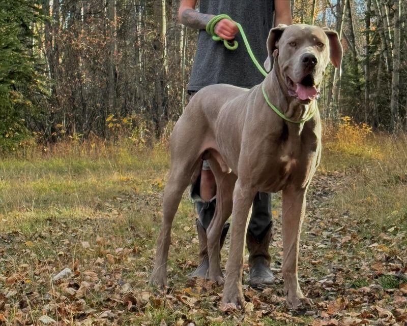 Great Dane