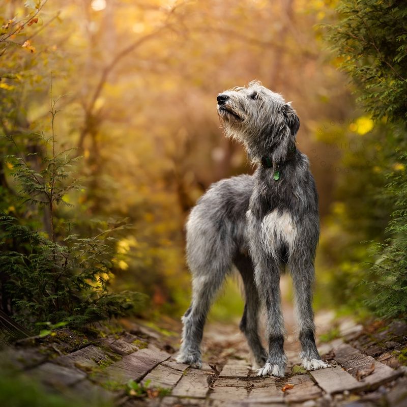 Irish Wolfhound