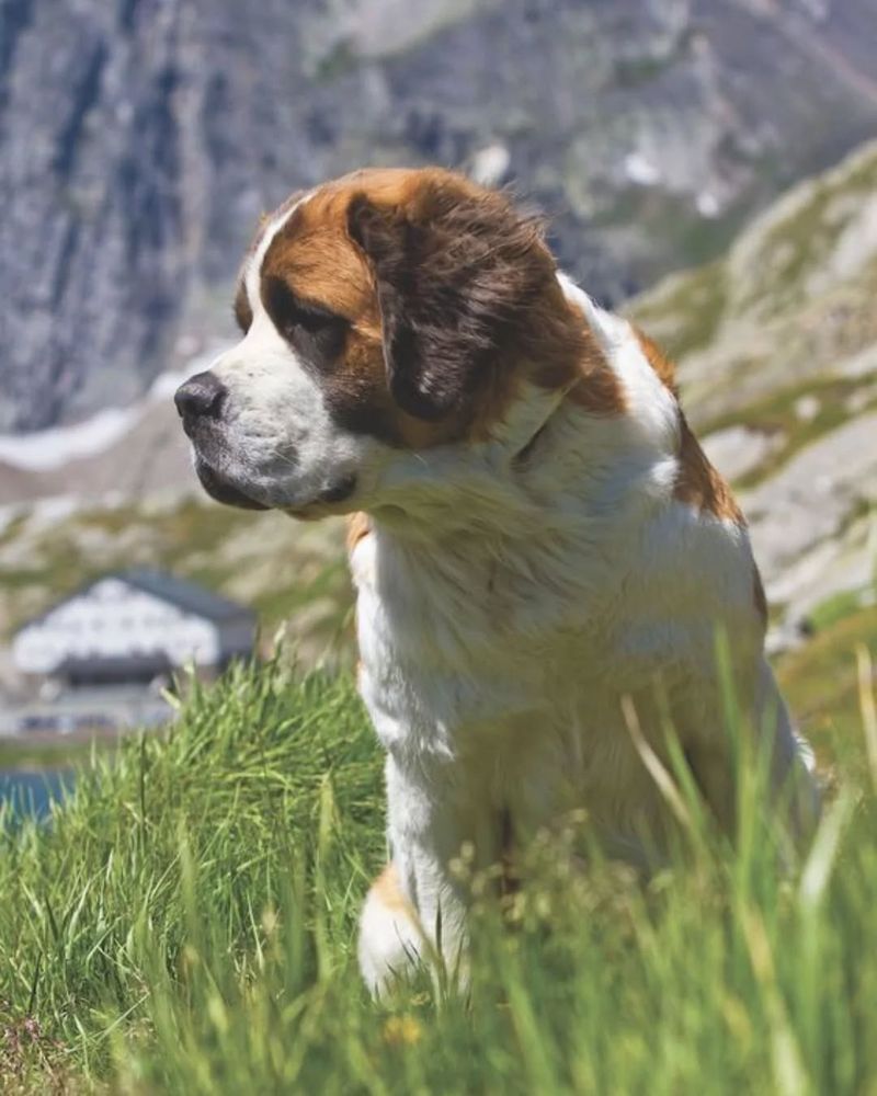 Saint Bernard