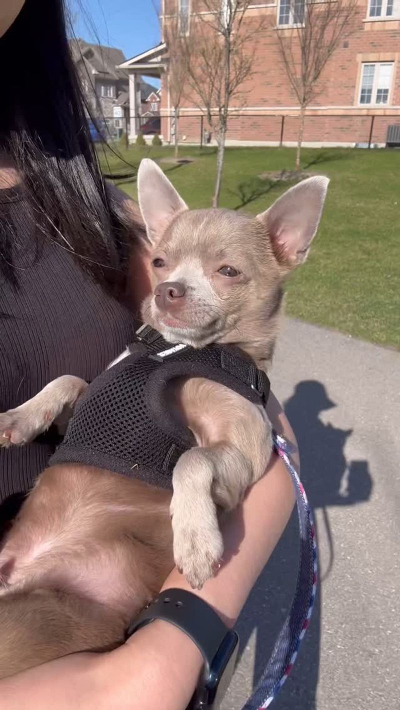 Chihuahua