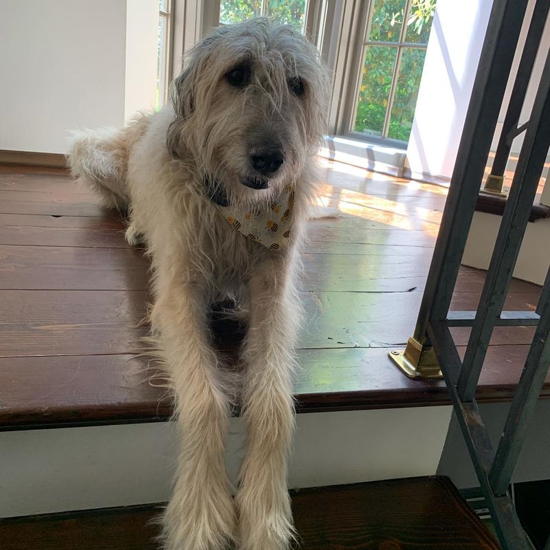 Irish Wolfhound
