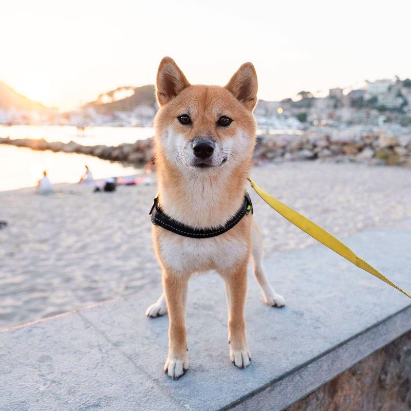 Shiba Inu