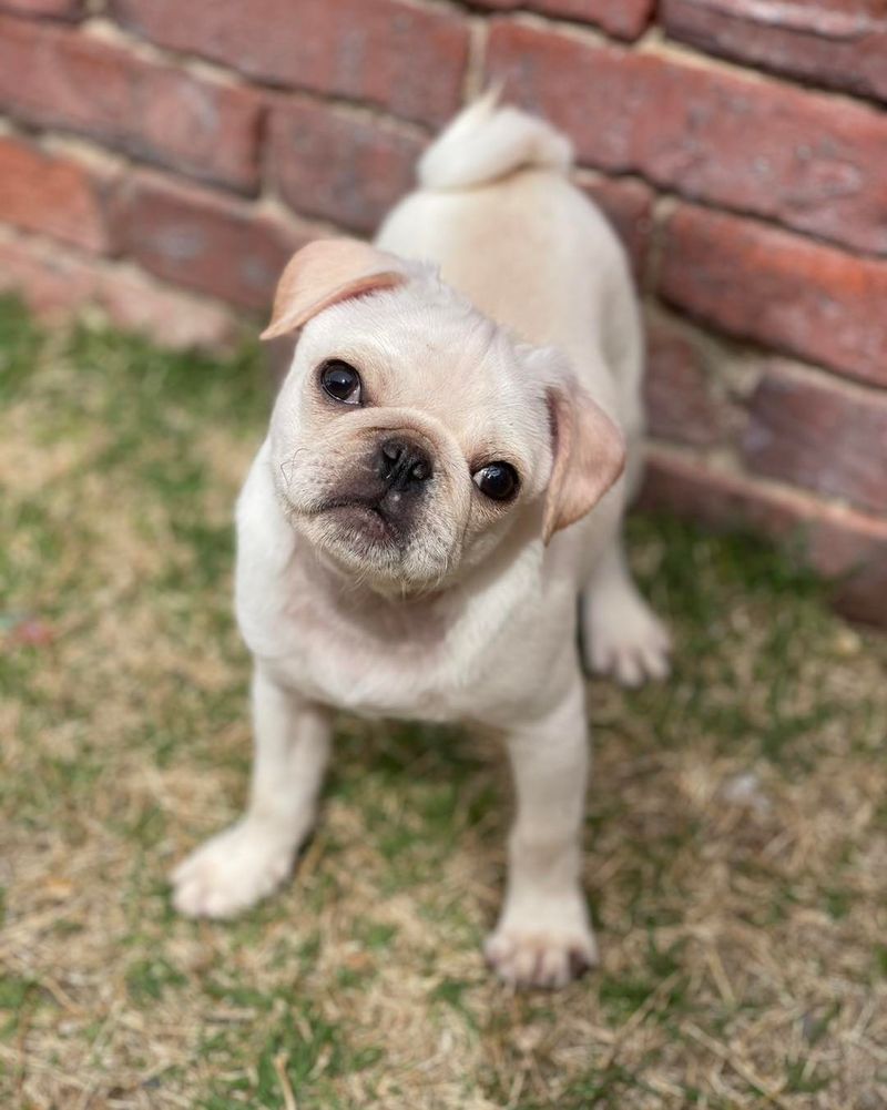 Pug
