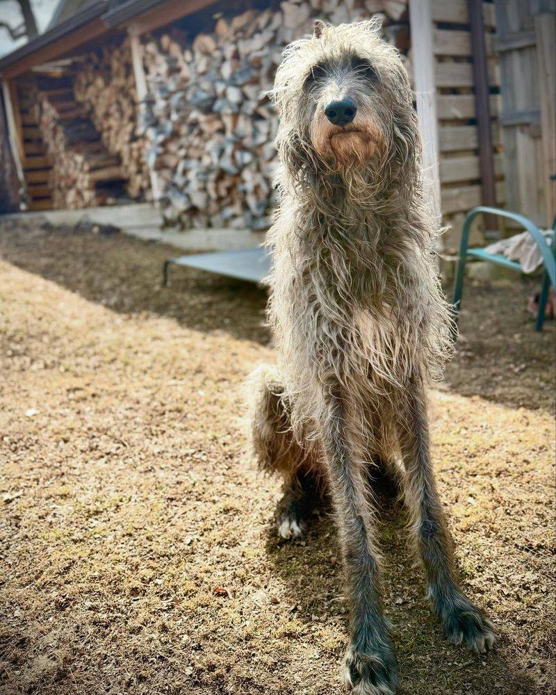 Scottish Deerhound