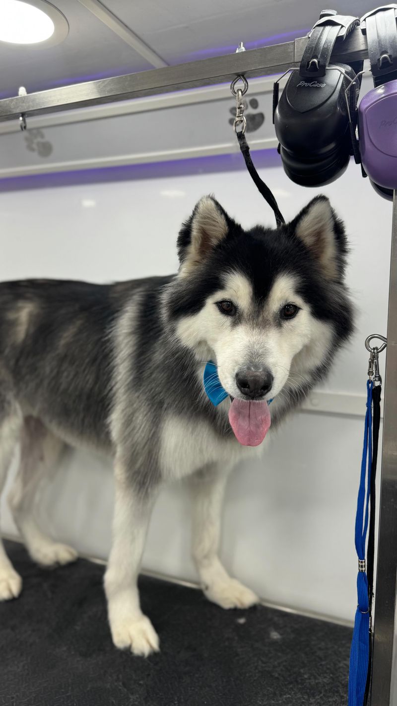 Siberian Husky