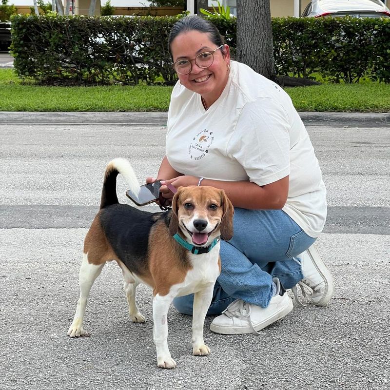 Beagle