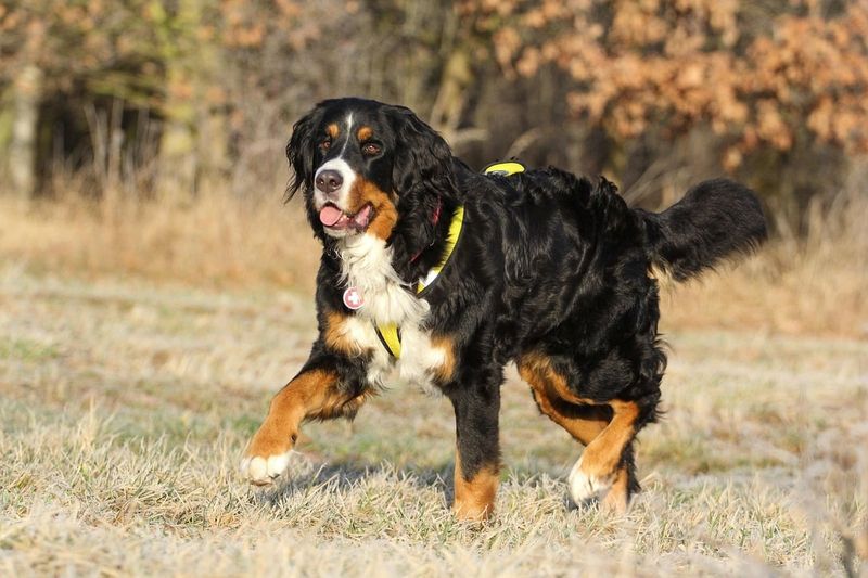 Bernese Mountain Dog