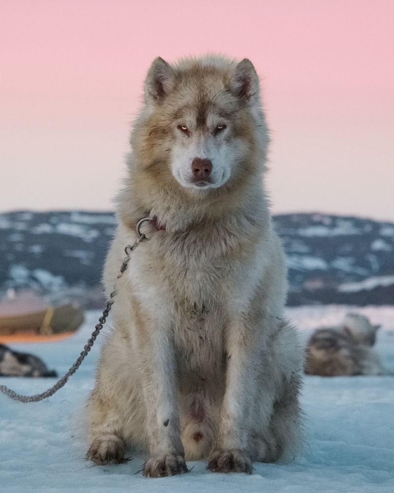 Greenland Dog