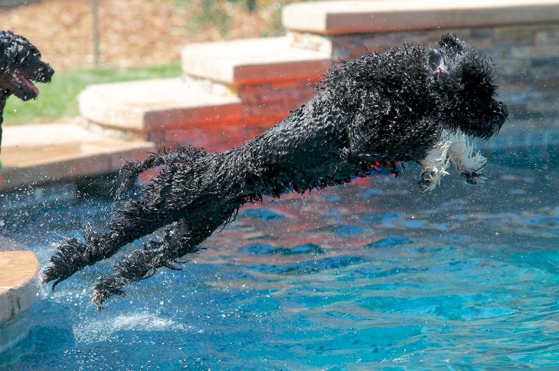 Portuguese Water Dog
