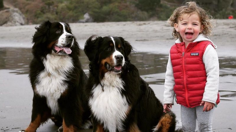 Bernese Mountain Dog