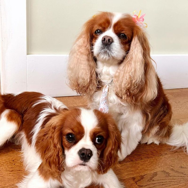 Cavalier King Charles Spaniel
