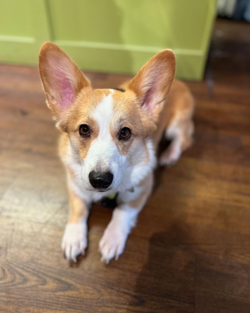 Corgi