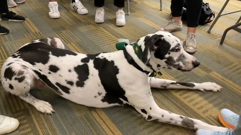 Great Dane