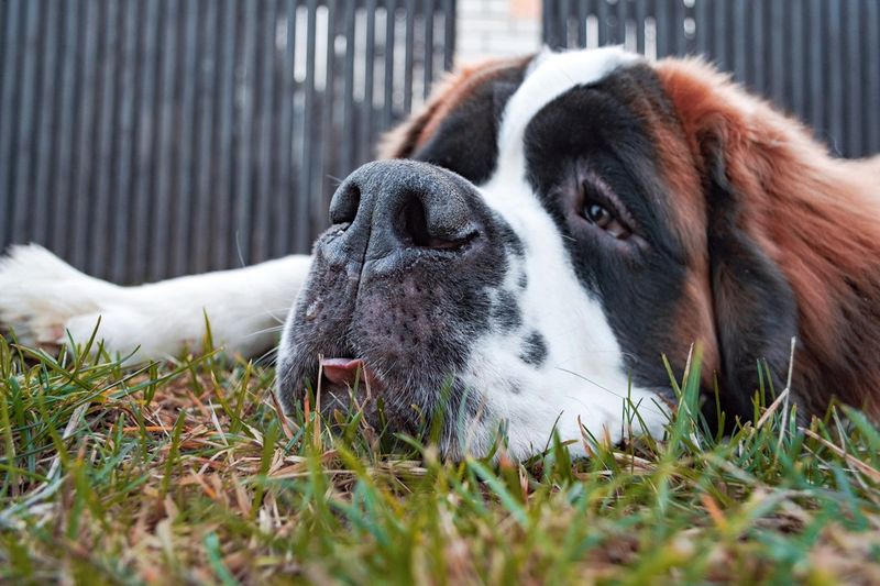 Saint Bernard
