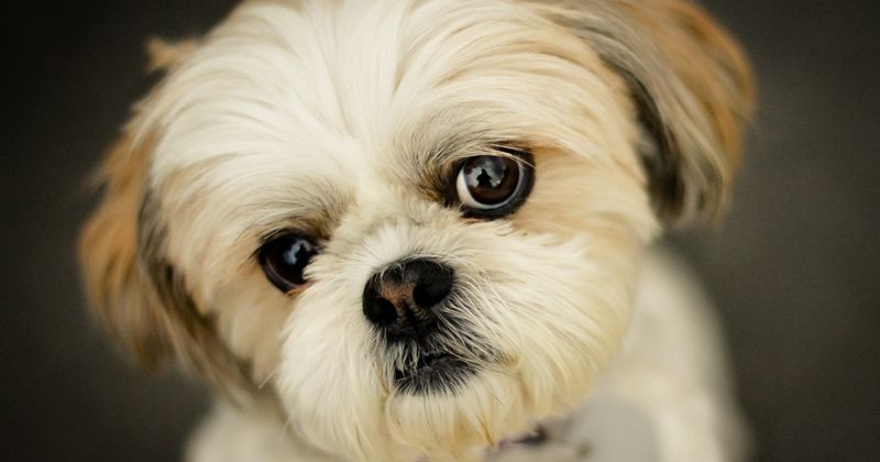 Shih Tzu